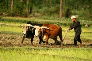 Agriculture, Fertilizer, Farming in Chitral