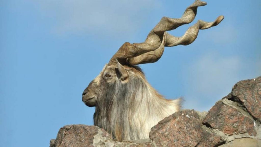 markhor in chitral